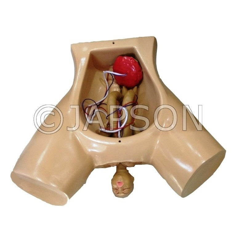 Human Model - Delivery Doll Human Model - Delivery Doll